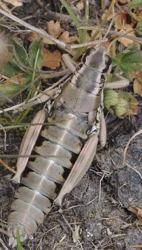 Réf. 274 650 : Podisma dechambrei dechambrei